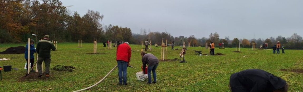 Streuobstwiese gepflanzt