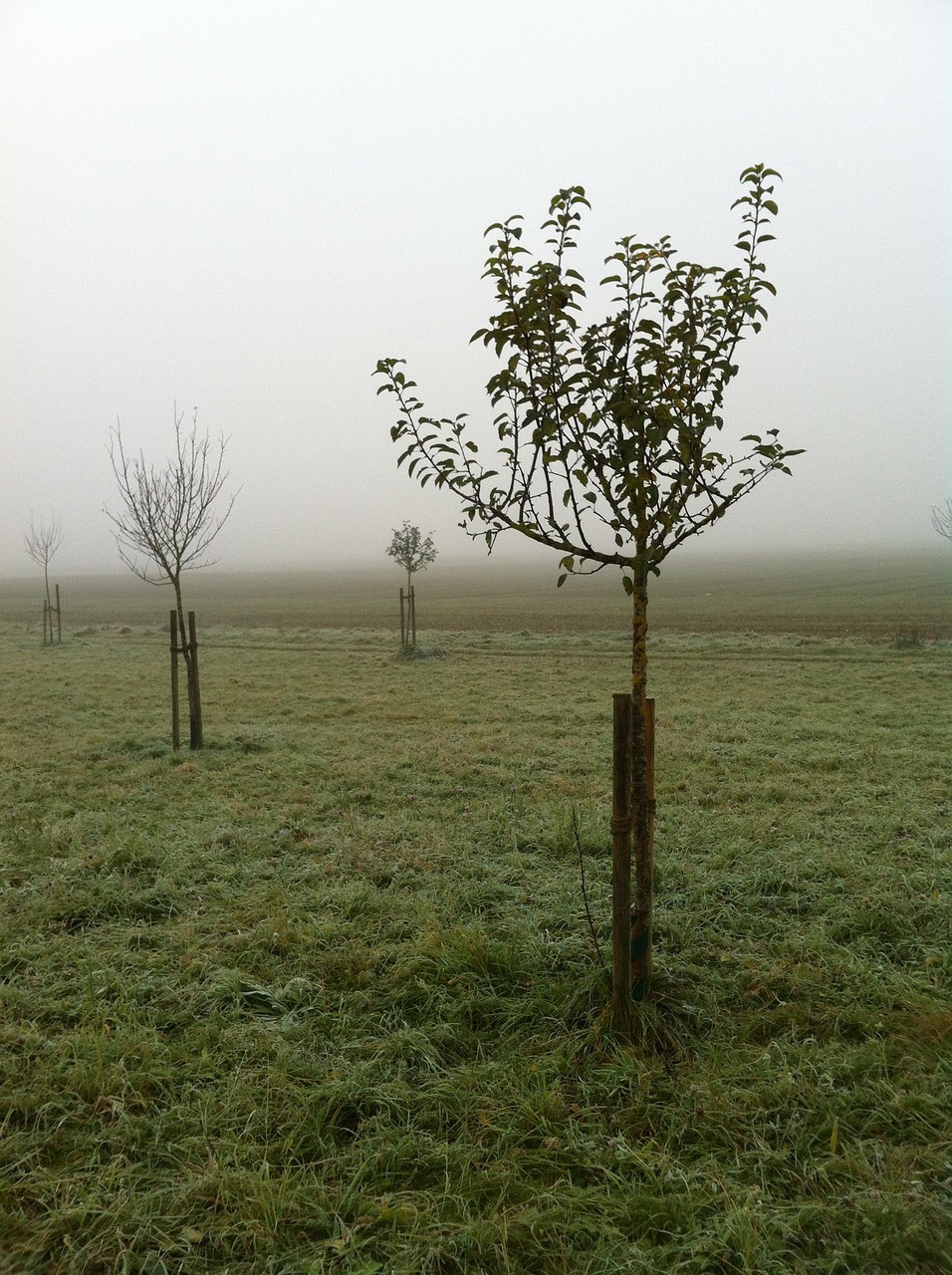 Streuobstbaum Streuobstbaum